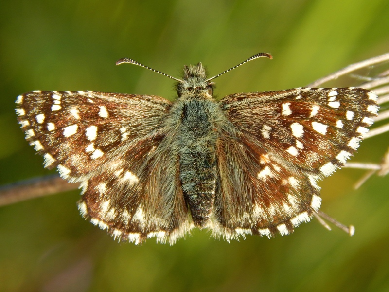 Pyrgus malvoides